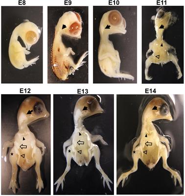 Hypertrophy of Adipose Tissues in Quail Embryos by in ovo Injection of All-Trans Retinoic Acid